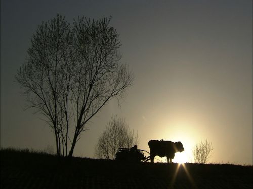 Film subjects CHOI Won-kyun and his ox in LEE Chung-ryoulÕs docu (Courtesy of Schcalo Media Group)