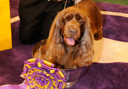 Sussex spaniel "Ch Clussexx Three D Grinchy Glee," aka "Stump," was named Best in Show in 2009 (photo by David Atlas)