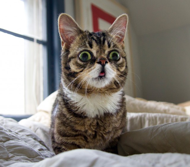 Lil BUB will make a special appearance at the Museum of the Moving Image on January 30