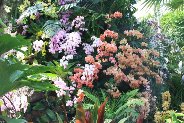 Fourteenth annual orchid show is a highlight of the NYBGs 125th anniversary celebration (photo by twi-ny/mdr)