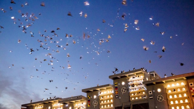 Pigeons swirl across the night sky over Brooklyn Navy Yard (photo by Tod Seelie)