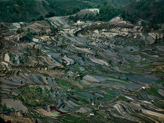 Rice Terraces #5  Western Yunnan Province, CH, 2008  Chromogenic Color Print 