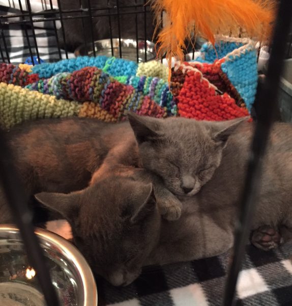 Cuteness abounds at inaugural Cat Camp NYC at Metropolitan Pavilion (photo by twi-ny/ees)