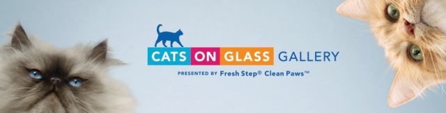 cats on glass