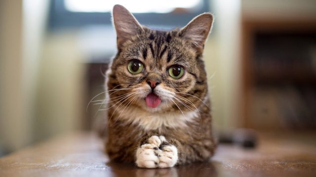 Lil BUB will again be one of the celebrity stars at Cat Camp NYC