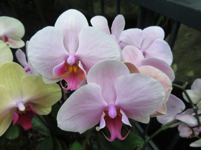 Seventeenth annual NYBG Orchid Show continues through April 28 (photo by twi-ny/mdr)