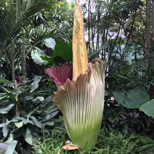 Another corpse flower has bloomed at New York Botanical Garden (photo by twi-ny/ees)