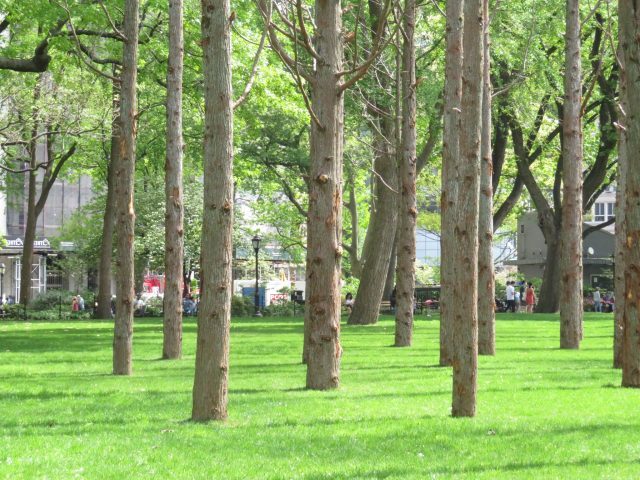 Maya Lin: Ghost Forest Seedlings